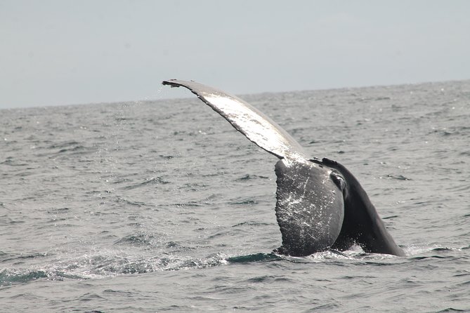 Whale Watching Dinner Cruise in Cabo San Lucas - Booking Timing and Small Practical Details