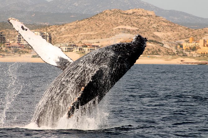 Whale Watching Dinner Cruise in Cabo San Lucas - Should You Book the Cabo Whale Watching Dinner Cruise?