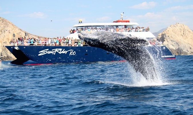 Whale Watching Dinner Cruise in Cabo San Lucas - Dinner Is Filling, But Keep Expectations in Check