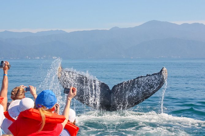 Whale Watching Experience - Why Banderas Bay is a strong place for whale watching