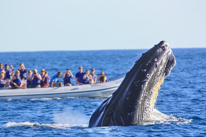 Whale Watching Experience - What happens once you leave Puerto Vallarta