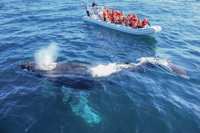 Whale Watching Experience - Dolphins and other sightings can add to the day