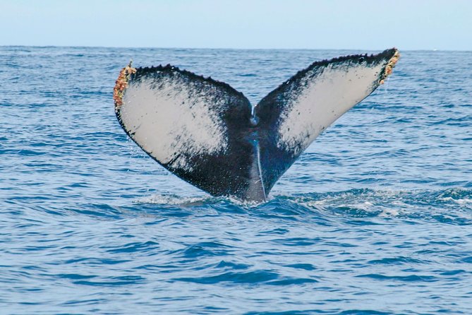 Whale Watching Experience - Food, water, and comfort on the open sea
