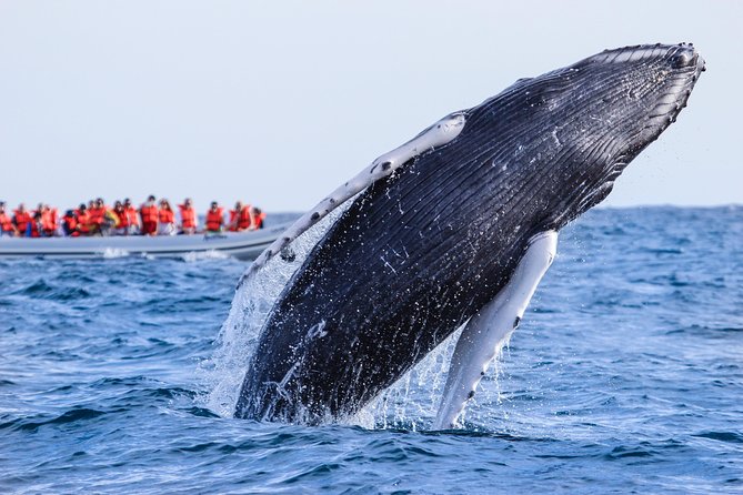 Whale Watching Experience - Is $89 a fair price?