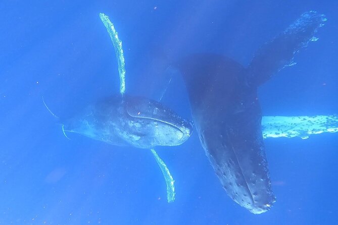 Whale Watching Experience in Cabo San Lucas - What is included, and what you should bring