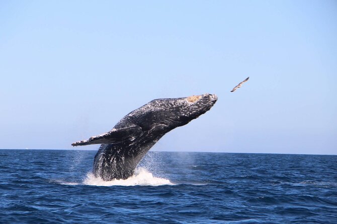 Whale Watching Experience in Cabo San Lucas - Hotel pickup needs a quick phone call
