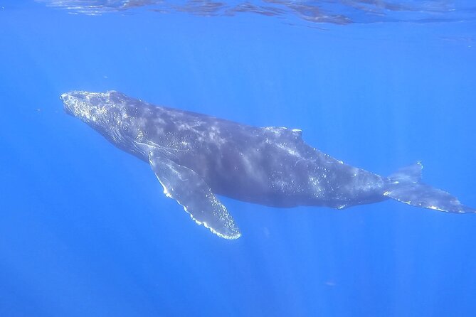 Whale Watching Experience in Cabo San Lucas - Who gets the best value from the $450 price