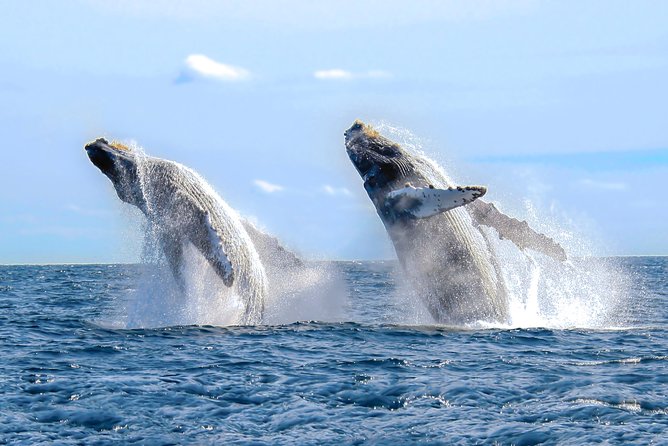 Whale Watching Experience - The speedboat makes the three-hour outing count