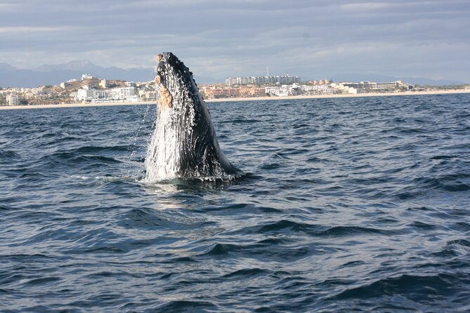 Whale Watching Group Tour in San Jose del Cabo - Why San Jose del Cabo is a smart place for whale watching