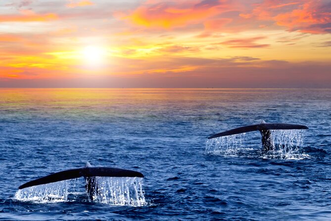 Whale Watching Group Tour in San Jose del Cabo - Free photos let you keep your eyes on the water