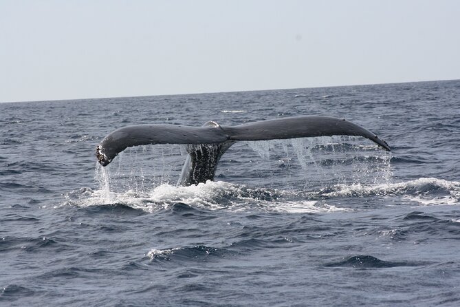 Whale Watching Group Tour in San Jose del Cabo - Dolphins and other wildlife may join the outing
