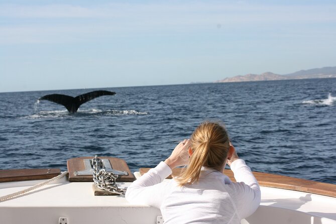 Whale Watching Group Tour in San Jose del Cabo - Who will enjoy this whale tour most?