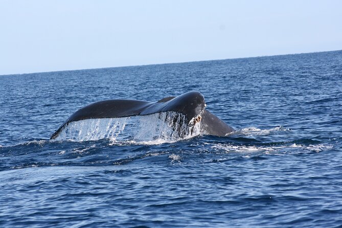 Whale Watching Group Tour in San Jose del Cabo - Practical tips for a better morning or afternoon