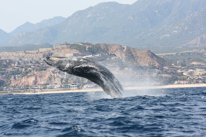 Whale Watching Group Tour in San Jose del Cabo - Watching mothers, calves, and escort whales
