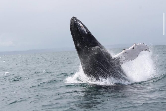 Whale Watching in Cabo: 2-Hour Small Group Tour to The Arch - Cabo’s Arch comes before the whales