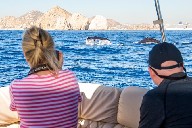 Whale Watching in Cabo San Lucas on board our Luxury Trimaran! - Why Cabo is a good place to watch whales