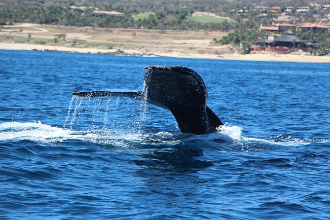 Whale Watching in Cabo San Lucas on board our Luxury Trimaran! - A small boat with room to look around