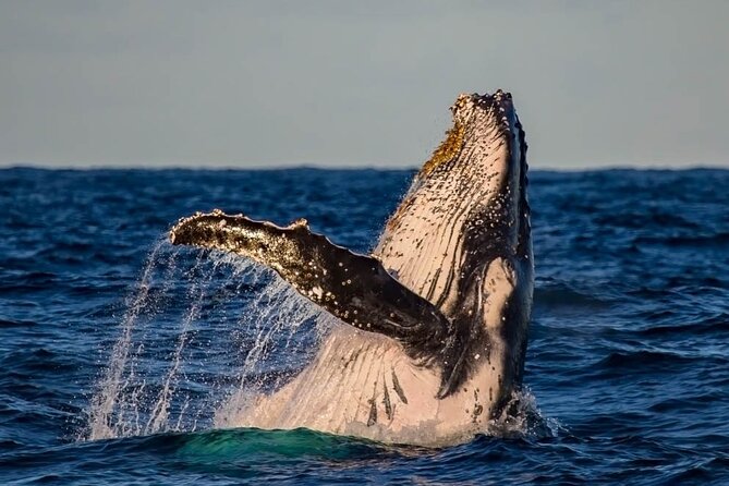 Whale Watching in Cabo San Lucas on board our Luxury Trimaran! - The Cabo Bay portion of the cruise