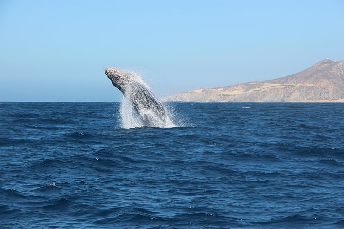 Whale Watching in Cabo San Lucas on board our Luxury Trimaran! - Along the Pacific coast in search of whales