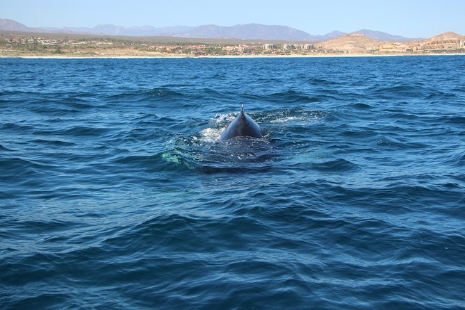 Whale Watching in Cabo San Lucas on board our Luxury Trimaran! - Who will enjoy this cruise most