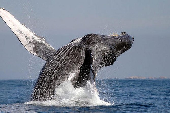 Whale Watching in Cabo San Lucas: Sightseeing Cruise and Shopping - Starting at El Arco in Cabo San Lucas