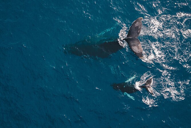 Whale Watching in Cabo San Lucas: Sightseeing Cruise and Shopping - Tequila tasting at the marina
