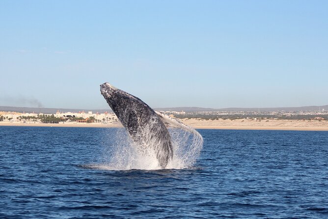 Whale Watching in Cabo San Lucas: Sightseeing Cruise and Shopping - Shopping, beach time, and the flexible finish