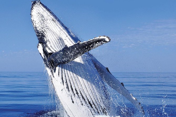 Whale Watching in Cabo San Lucas: Sightseeing Cruise and Shopping - Hotel pickup and the four-hour schedule