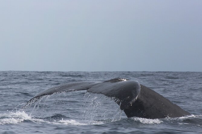Whale Watching in Cabo San Lucas: Sightseeing Cruise and Shopping - Who will enjoy this Cabo outing most