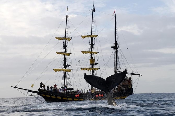 Whale-Watching Pirate Ship Cruise in Los Cabos - Setting Out from Cabo Marina at 9 a.m.