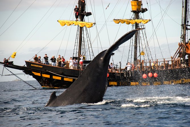 Whale-Watching Pirate Ship Cruise in Los Cabos - Who Will Enjoy the Buccaneer Queen Most?