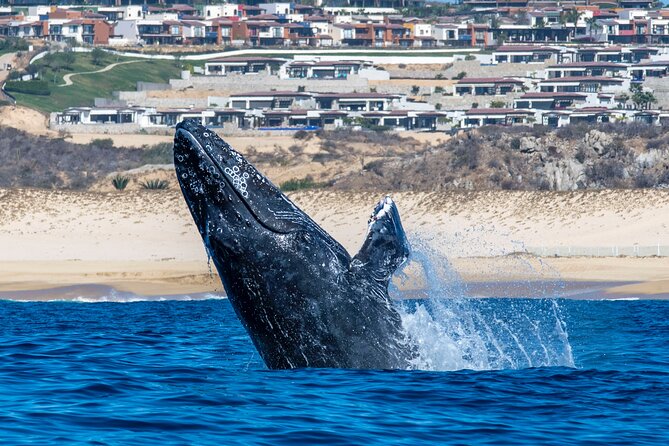 Whale Watching & Snorkeling Combo in Los Cabos with Photos Included - Why the small group and included media matter