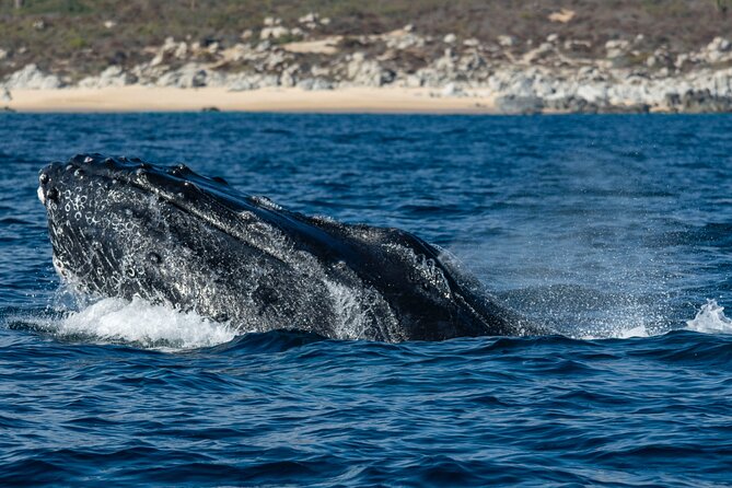 Whale Watching & Snorkeling Combo in Los Cabos with Photos Included - Who will enjoy this Cabo boat trip most