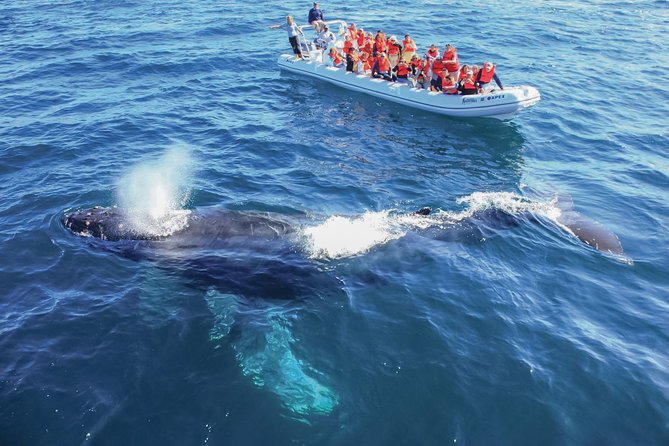 Whale Watching, The Famous Arch and Fast Boat Tour in Los Cabos - Starting with hotel pickup and Cabo San Lucas check-in
