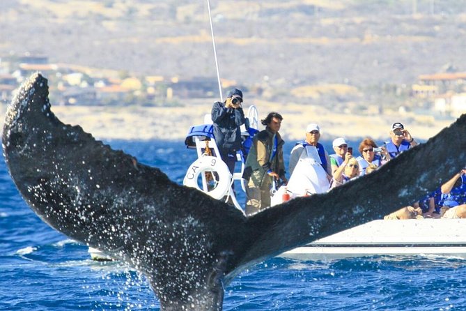 Whale Watching, The Famous Arch and Fast Boat Tour in Los Cabos - Searching the Sea of Cortez and Pacific Ocean