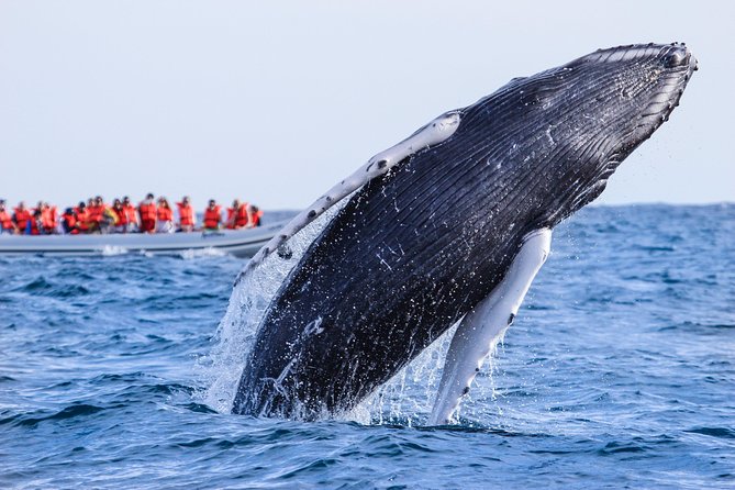Whale Watching, The Famous Arch and Fast Boat Tour in Los Cabos - Passing the Arch, sea lions, and Lovers Beach