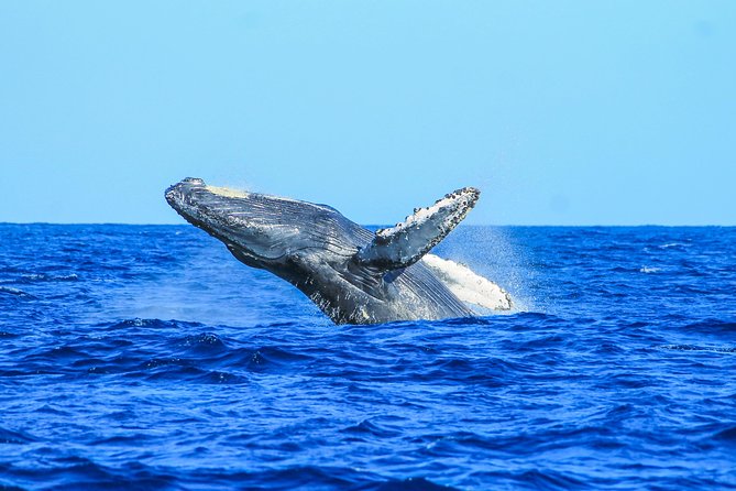 Whale Watching, The Famous Arch and Fast Boat Tour in Los Cabos - How much value you get for $99