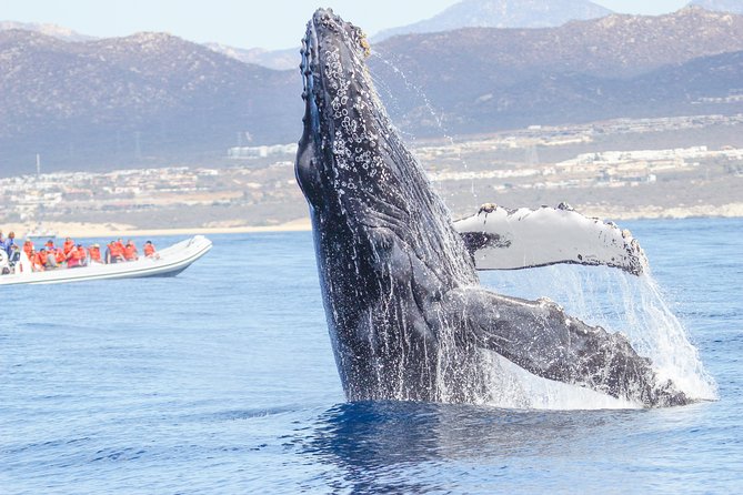 Whale Watching, The Famous Arch and Fast Boat Tour in Los Cabos - What the fast boat ride is really like