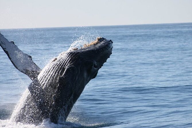 Whale Watching Tour in Los Cabos - Two hours around El Arco and the Pacific