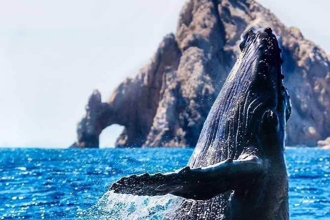 Whale Watching Tour in Los Cabos - Food, drinks, and the friendly crew