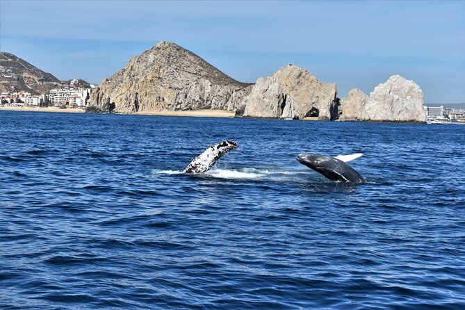 Whale Watching Tour in Los Cabos - Whale sightings, patience, and responsible viewing