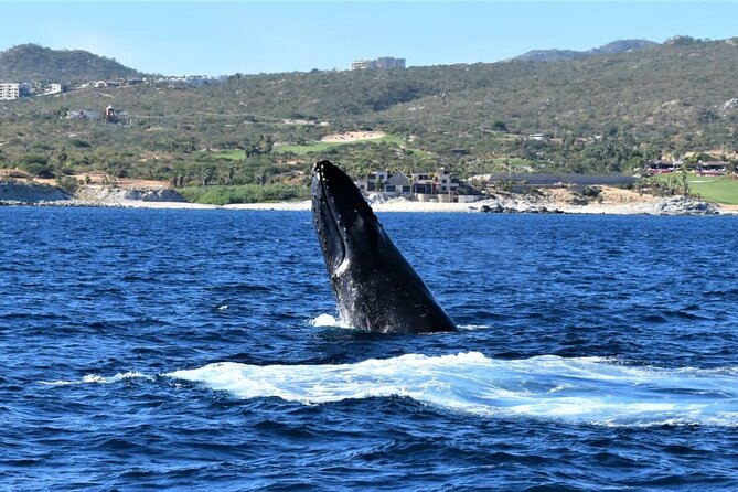 Whale Watching Tour in Los Cabos - Is $60 a fair price?