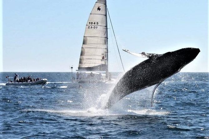 Whale Watching Tour in Los Cabos - Getting to the marina on time