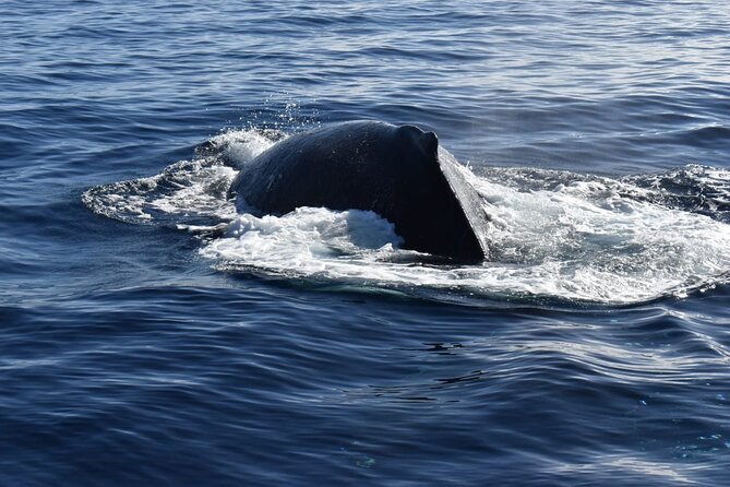 Whale Watching Tour in Los Cabos - Who will enjoy this outing most?