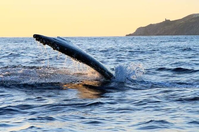 Whale Watching Tour in Los Cabos - Booking and cancellation details