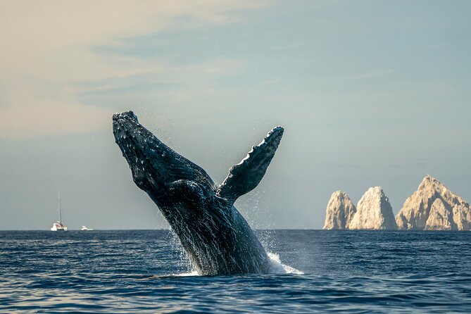 Whale Watching Tour with Arch and Beach in Cabo San Lucas - Cabo’s Arch and the real reason to go
