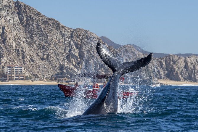 Whale Watching Tour with Arch and Beach in Cabo San Lucas - Beach time: the part that needs clarification