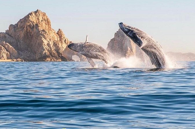 Whale Watching Tour with Arch and Beach in Cabo San Lucas - Guides, language, and how much information you receive