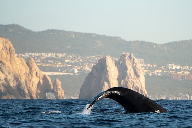 Whale Watching Tour with Arch and Beach in Cabo San Lucas - Is $51.38 a fair price?