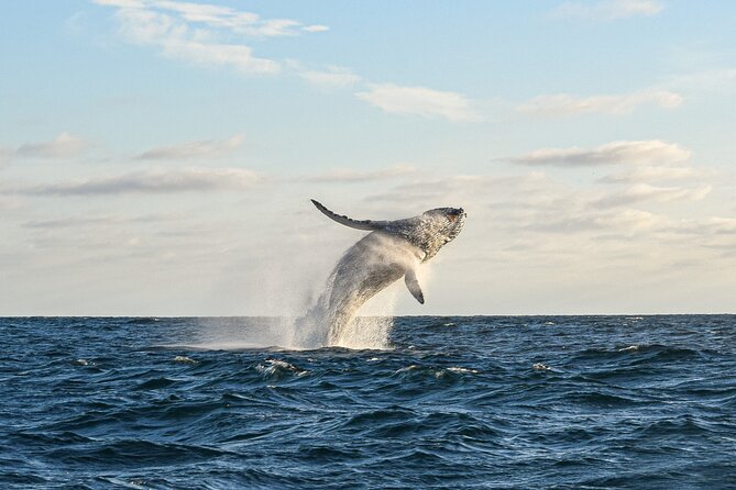 Whale Watching Tour with Arch and Beach in Cabo San Lucas - Passing the Arch and looking for sea lions